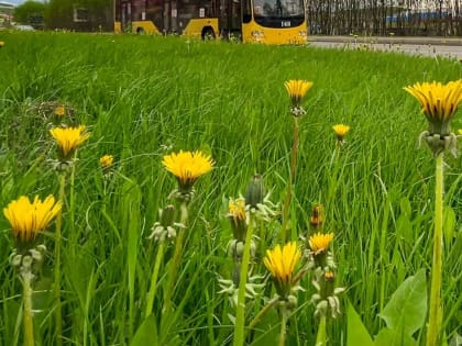 В соседних с Мурманской областью областях зарегистрированы случаи заболеваний, передающихся клещами