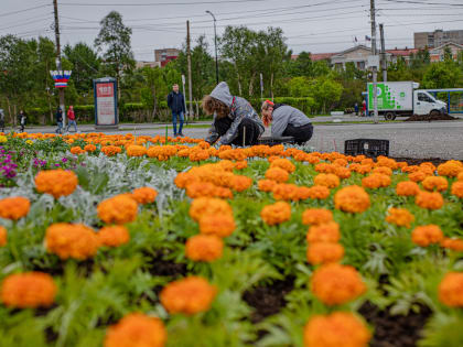 В Мурманске готовятся к украшению города цветами