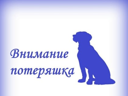 О розыске собственника (владельца) безнадзорного животного