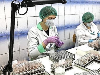 В Мурманской области от бешенства привиты 4 лисицы и 6 хорей