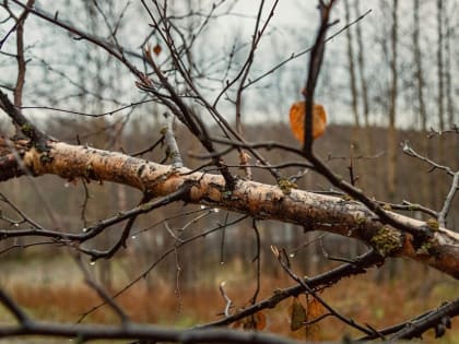 По области похолодает до нуля градусов, пройдёт мокрый снег