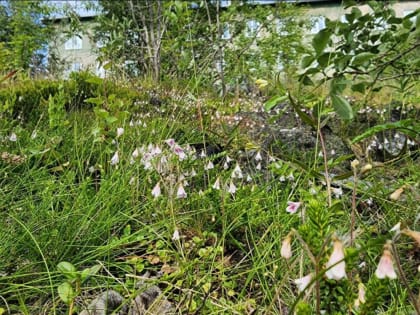 Июнь в Заполярье был в пределах нормы