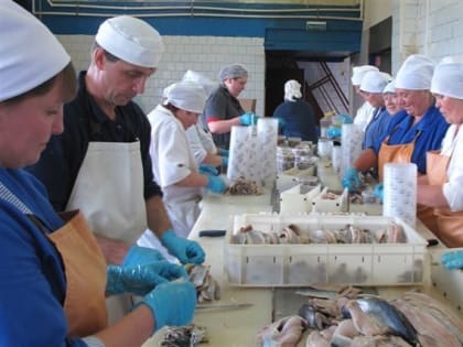 В Мурманской области увеличивается поддержка предприятий агропромышленного и рыбохозяйственного комплексов