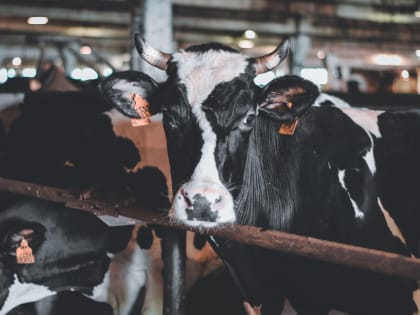 Размеры гранта "Агростартап" будут увеличены