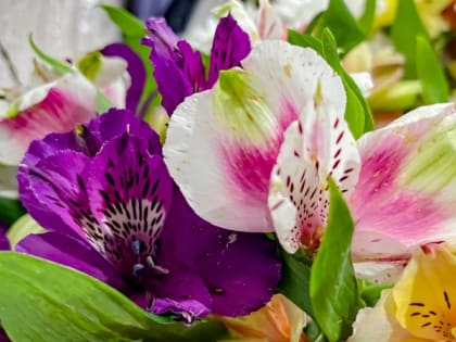 В культурно-выставочном центре Мурманска проведут лекцию в преддверии 8 марта