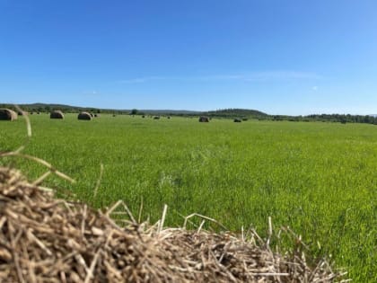 Более 700 млн рублей направят на поддержку сельского хозяйства в Мурманской области