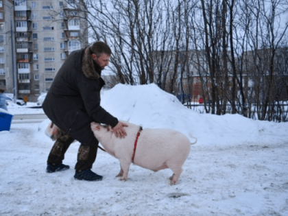 80-килограммовая свинья гуляет по улицам Мурманска