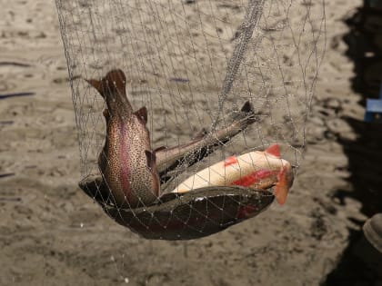 Зарплаты рыбаков в Мурманской области выросли за год почти на 9%