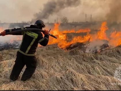 Пожар в лесополосе ликвидировали за полчаса