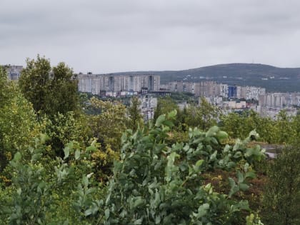 Явка на выборах в Мурманской области превысила 22 процента