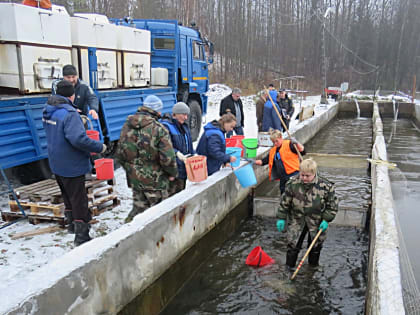 Тысячи мальков ценных видов рыб выпущены в прошлом году в карельские водоемы по заказу дорожников