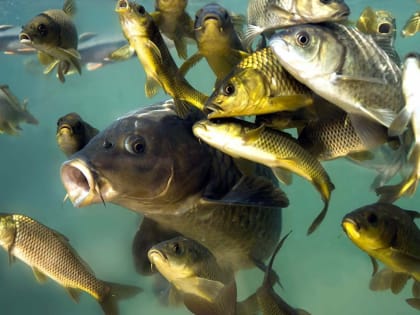 Мурманские рыбоводы ставят рекорды