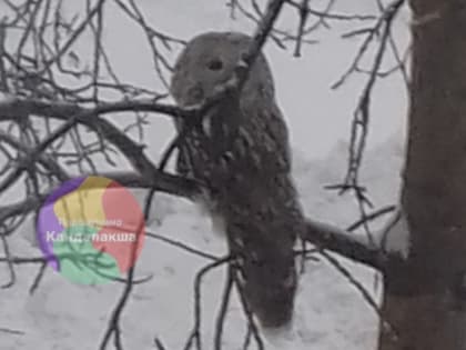 В понедельник гостей Кировска ждёт «Снеголёд»