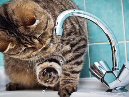 Плановые отключения в Мурманске на 1 февраля