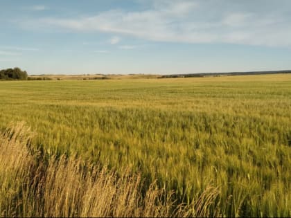 Себестоимость имеет значение, а эксперты считают риски. В отрасли минудобрений обсуждают новую пошлину