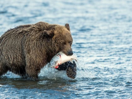 В окрестностях Кандалакши замечен медведь