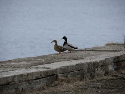 В Мурманской области ожидаются доджи и сильный ветер