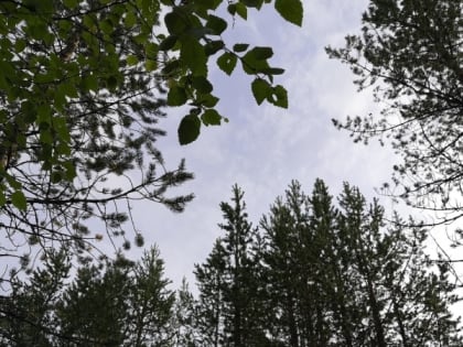 Лесной пожар потушили возле дороги Полярные Зори - Африканда