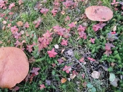 Погода в Заполярье: Слабый ветер, слабый дождь