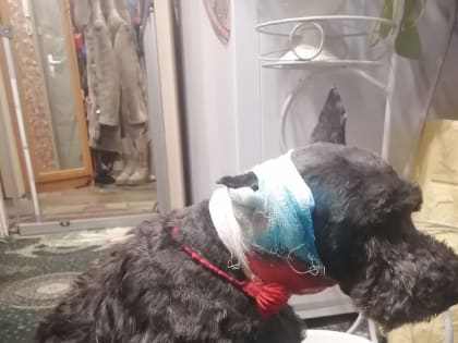 В Оленегорске бойцовская собака напала на глухую и слепую собаку