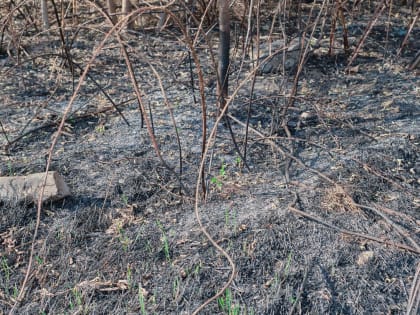 Около 100 "квадратов" сухой травы и торфа сгорело в районе телевышки Заполярного