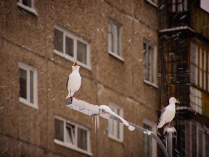 Циклон принёс в Мурманскую область снег и ветер
