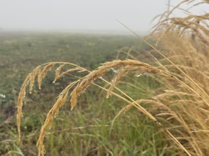 Жители региона могут принять участие во Всероссийском экологическом диктанте