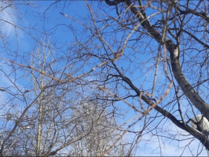 В Никеле установлен новый температурный рекорд февраля