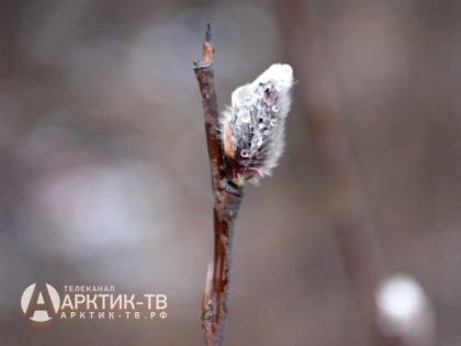 По Мурманской области ожидается облачная с прояснениями погода. Местами осадки в виде мокрого снега и дождя