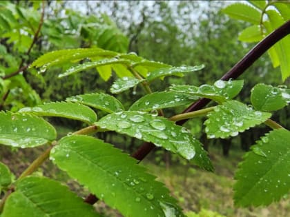 «А впереди одни дожди…»