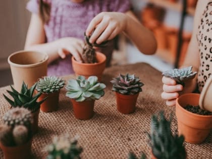 В мире растений