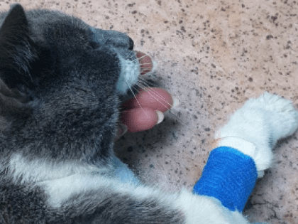 В Апатитах ищут донора крови для домашнего кота