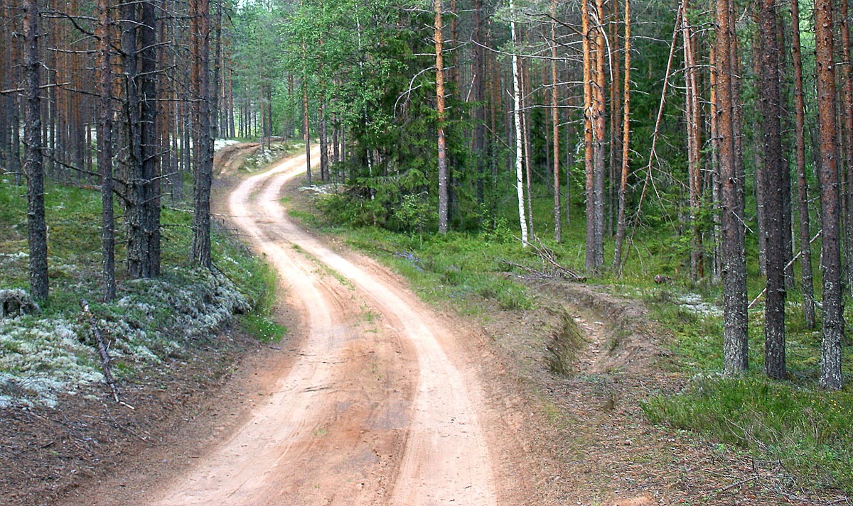 Дорога через осинки