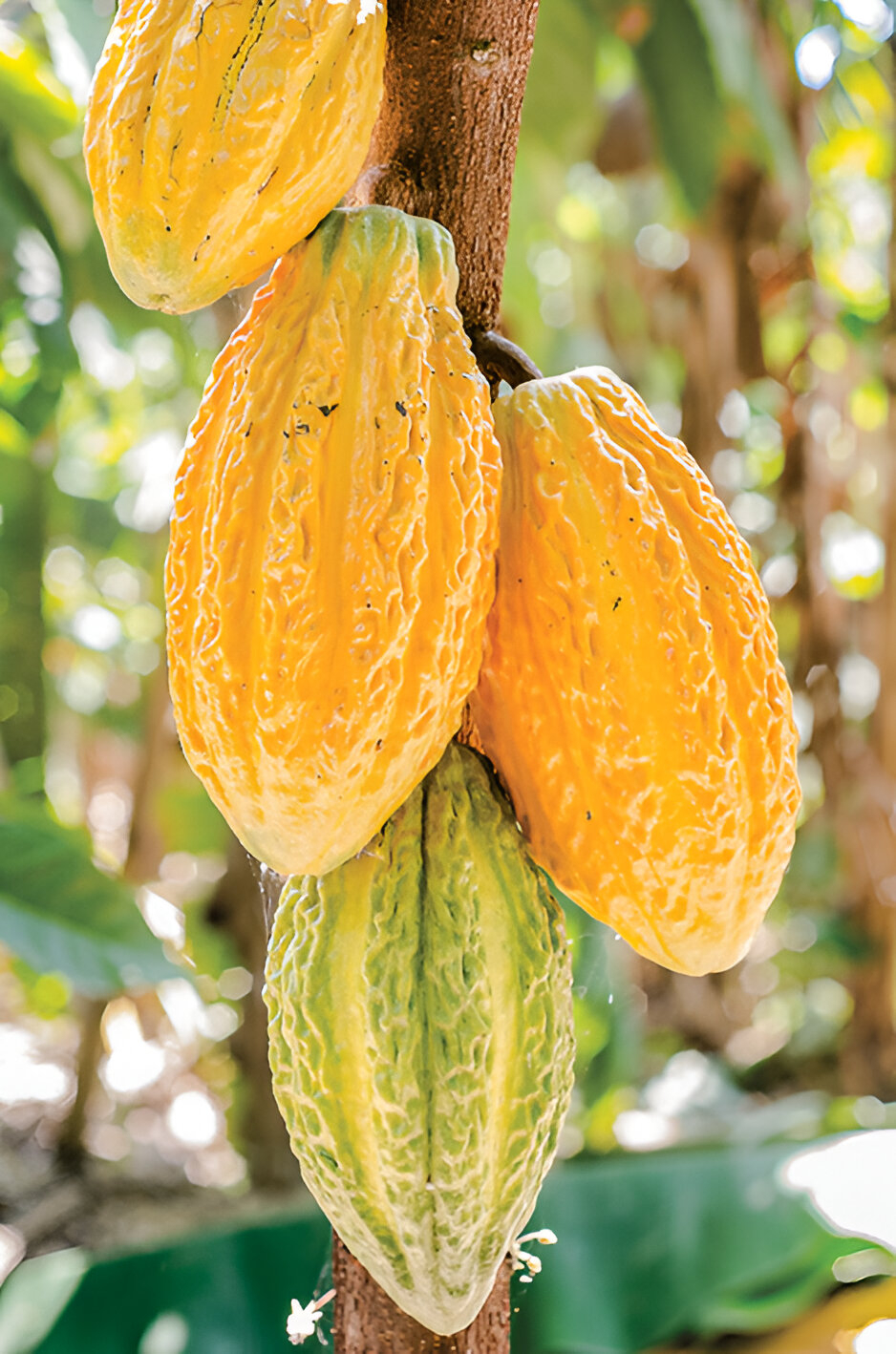 Cacao fino de aroma