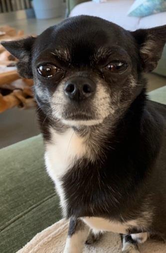 Chihuahua