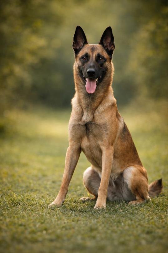 Belgian Malinois