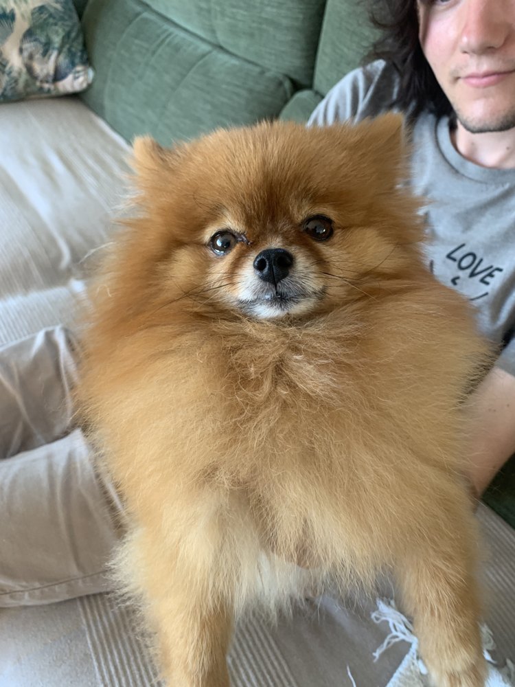 Pomeranian
