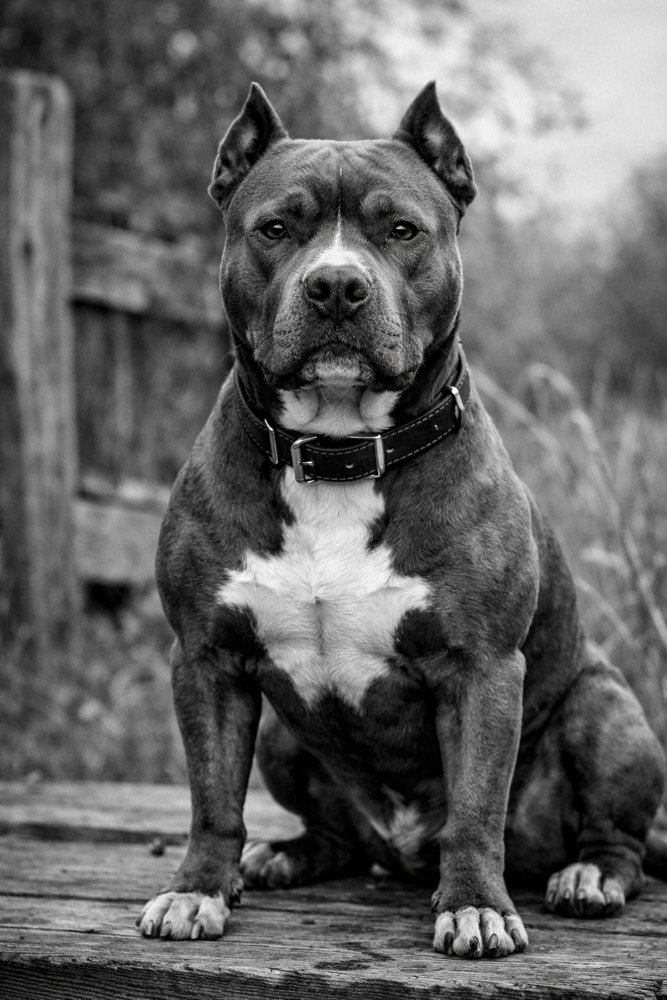 American Staffordshire Terrier