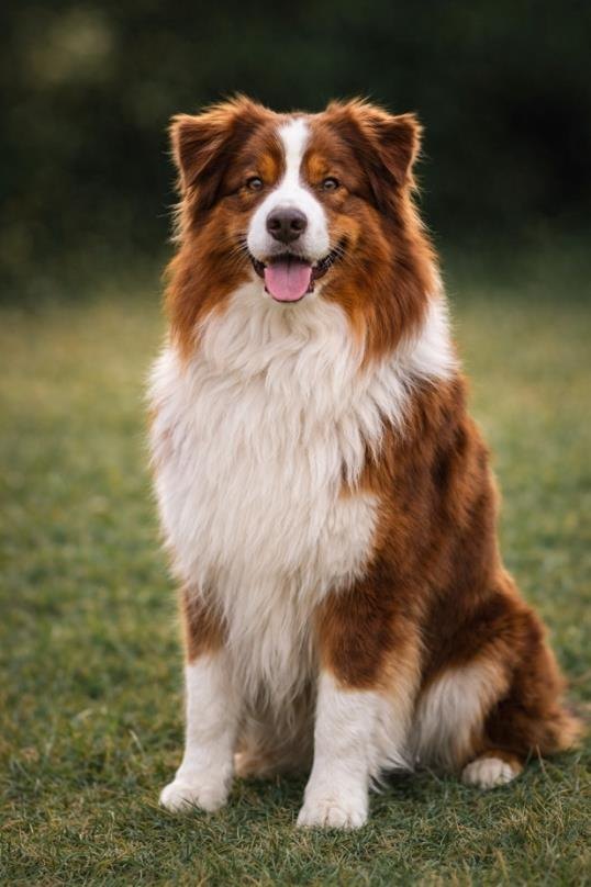 Australian Shepherd