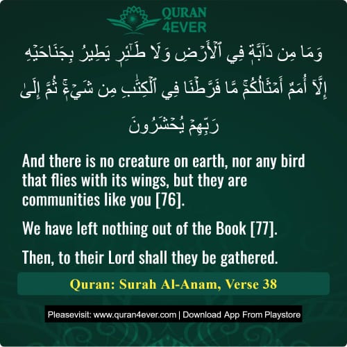 Quran Surah 6 Verse 38
