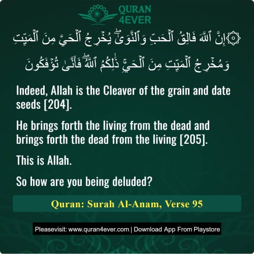 Quran Surah 6 Verse 95