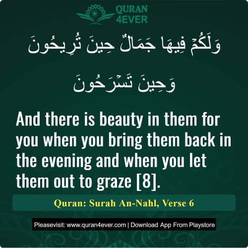 Quran Surah 16 Verse 6