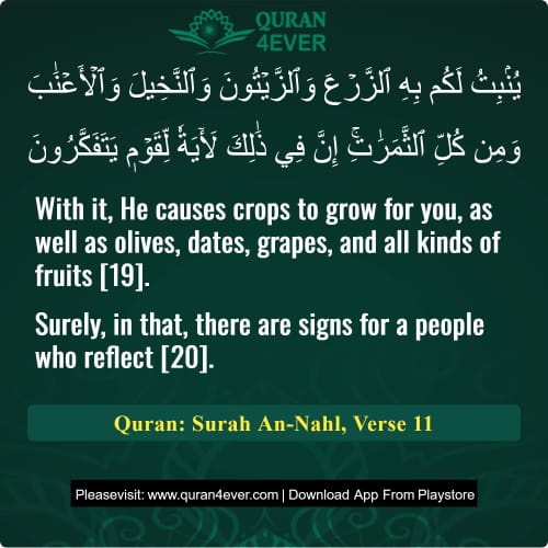 Quran Surah 16 Verse 11