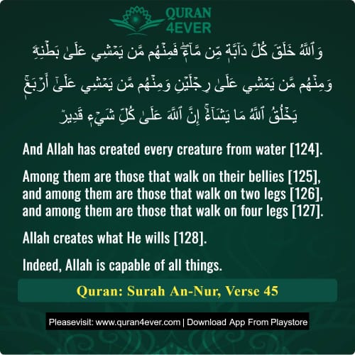 Quran Surah 24 Verse 45
