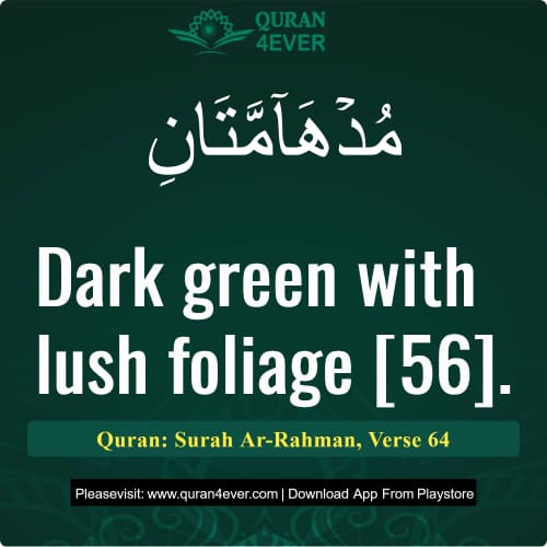 Quran Surah 55 Verse 64