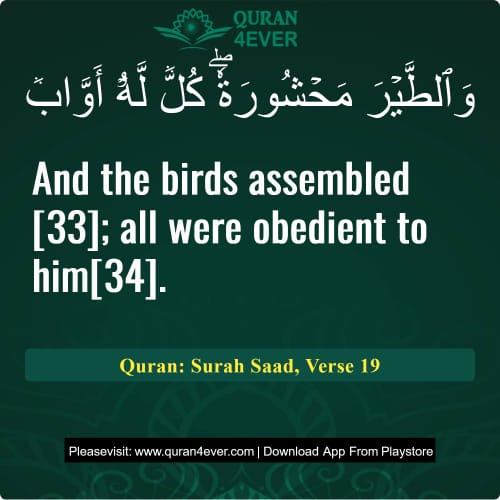 Quran Surah 38 Verse 19