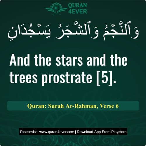 Quran Surah 55 Verse 6
