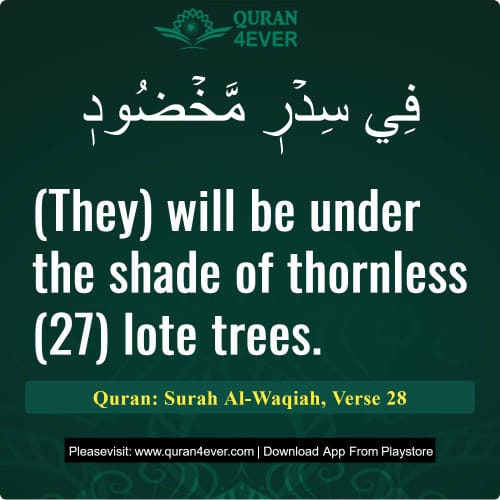 Quran Surah 56 Verse 28