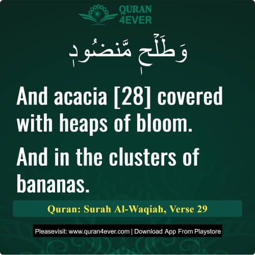 Quran Surah 56 Verse 29