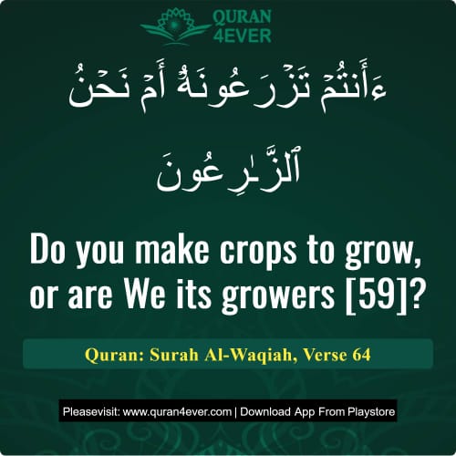 Quran Surah 56 Verse 64